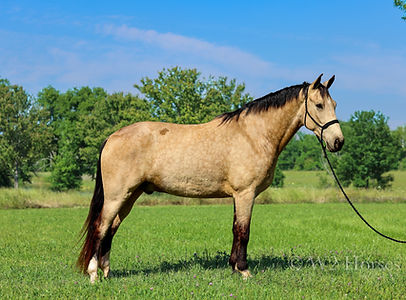 Spirit's Lace Legacy (Frank)