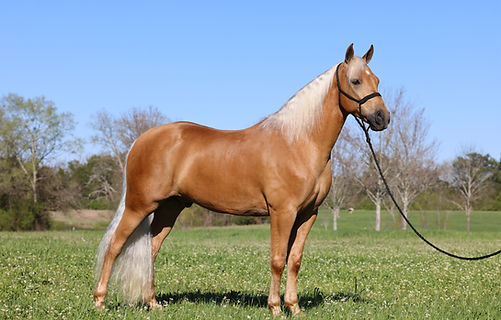 Roxie's Golden Mystery (EZ)