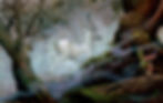 white stag_edited.jpg