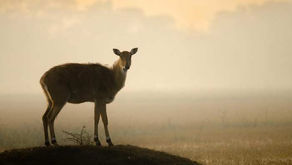 Prevention of Crop Vandalism due to Nilgais