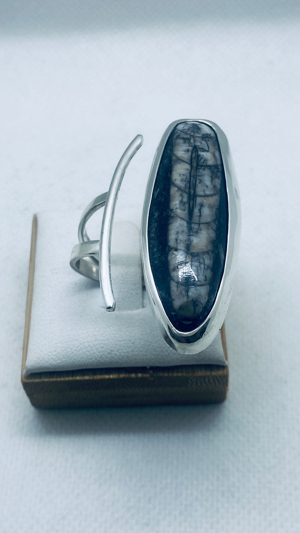 Miniatura: Orthocera