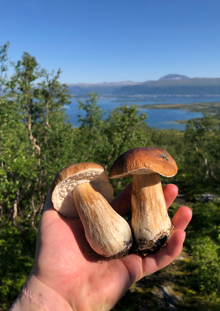 Steinpilze in Tromsö