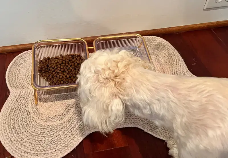 Thumbnail: pets food & drink beautiful glass bowl.