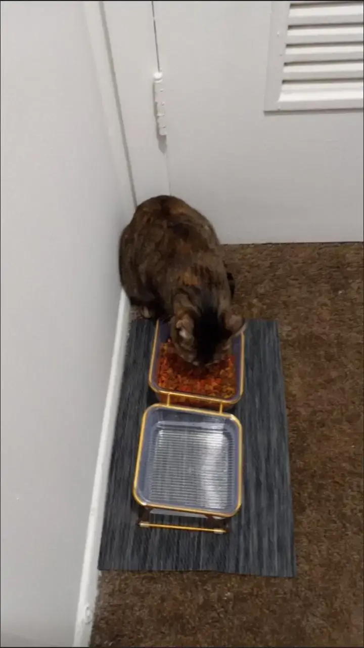 Thumbnail: pets food & drink beautiful glass bowl.