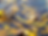 Viridis Enviro Kelp Stypes