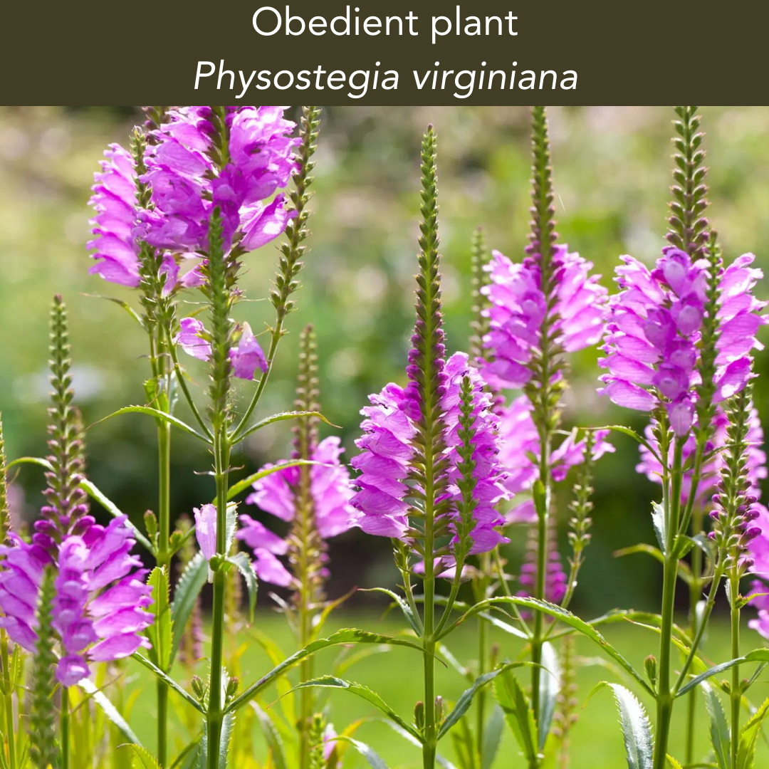 Obedient Plant - 1+  Gallon Size