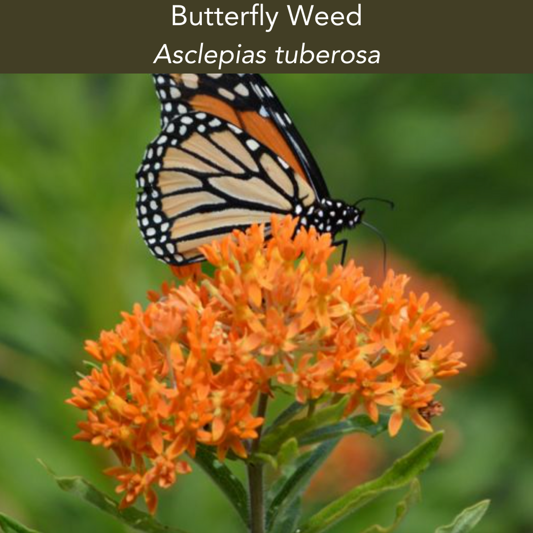 Butterfly Milkweed- 2 Quart Size