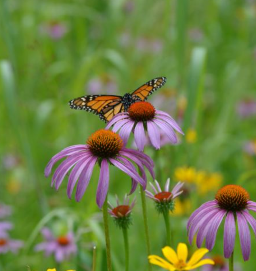 Thumbnail: Reservation: Heather's Garden Plant Package - 36 Plants