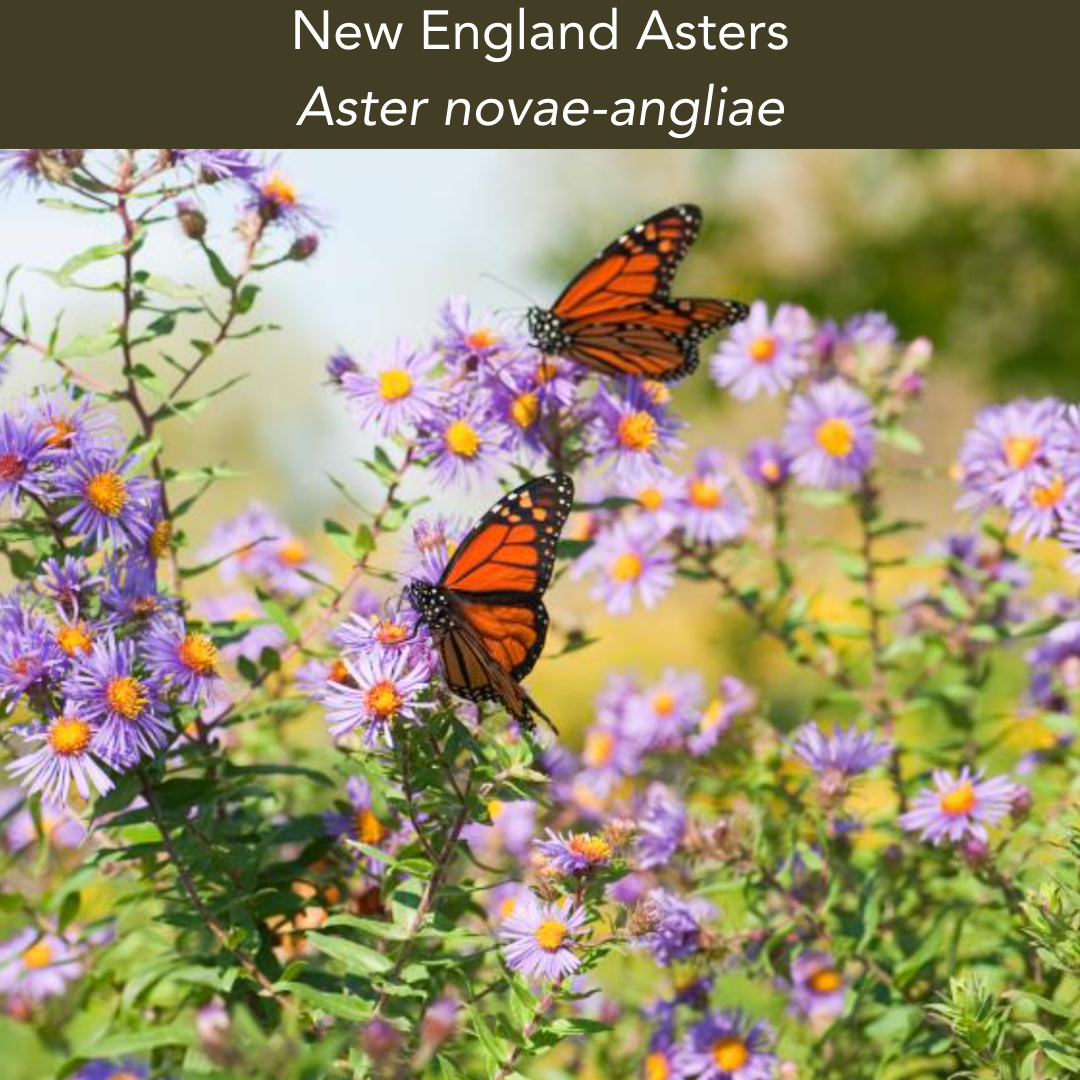 New England Asters: 1 Gallon $13.99