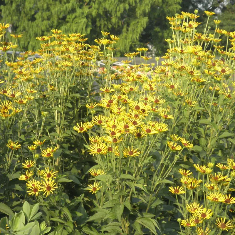 Thumbnail: 'Henry Eilers' Coneflower - 2 Quart Size