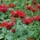 Thumbnail: Jacob Cline Monarda  2 Gallon Size $16.99