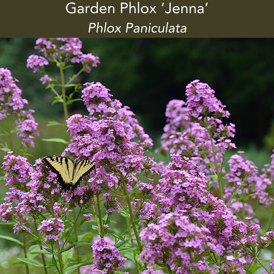 Garden Phlox 'Jenna'- 1+ Gallon Size