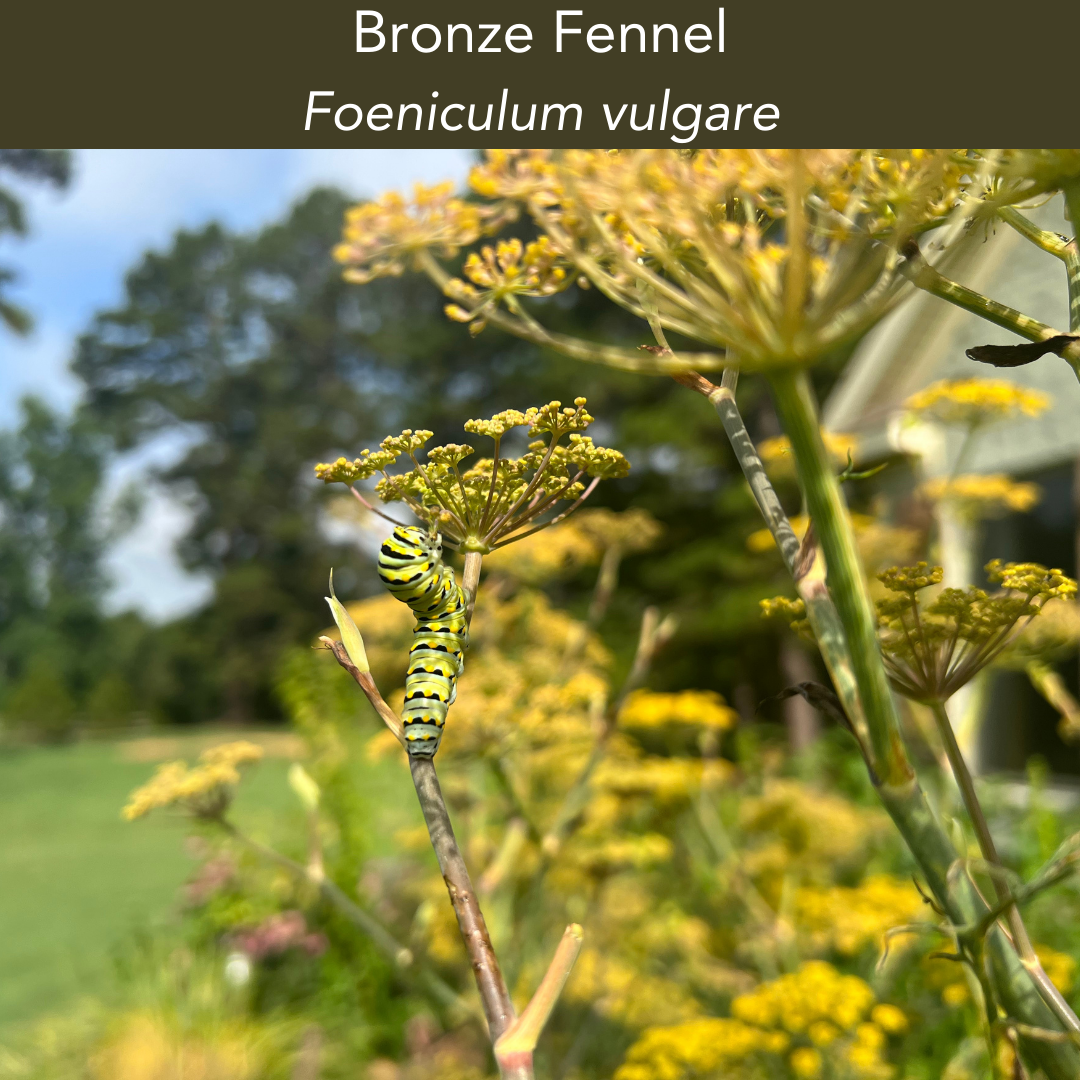 Bronze Fennel- 2 Quart Size