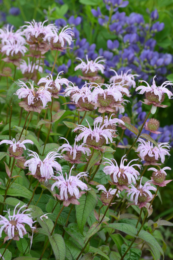 Thumbnail: Bradbury's Monarda: 1 Gallon $13.99