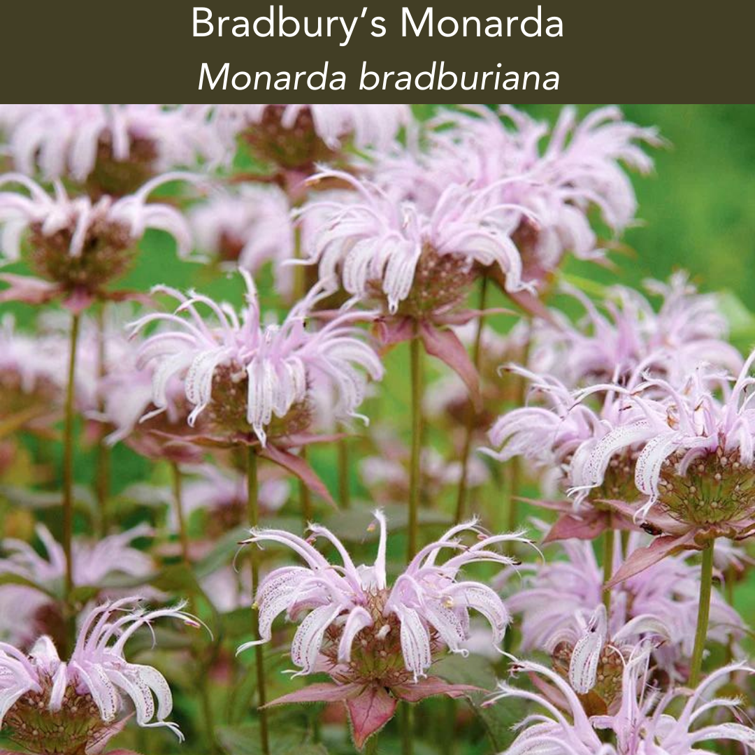 Bradbury's Monarda: 1 Gallon $13.99