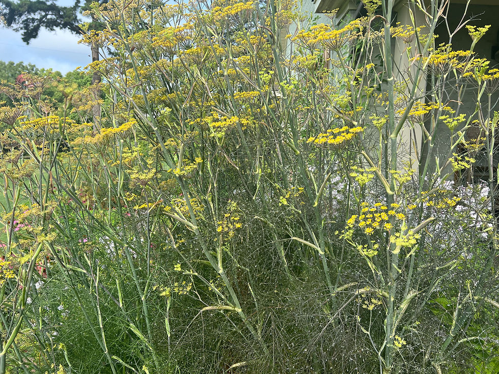 Thumbnail: Bronze Fennel- 2 Quart Size