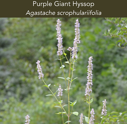 purplr giant hyssop.png