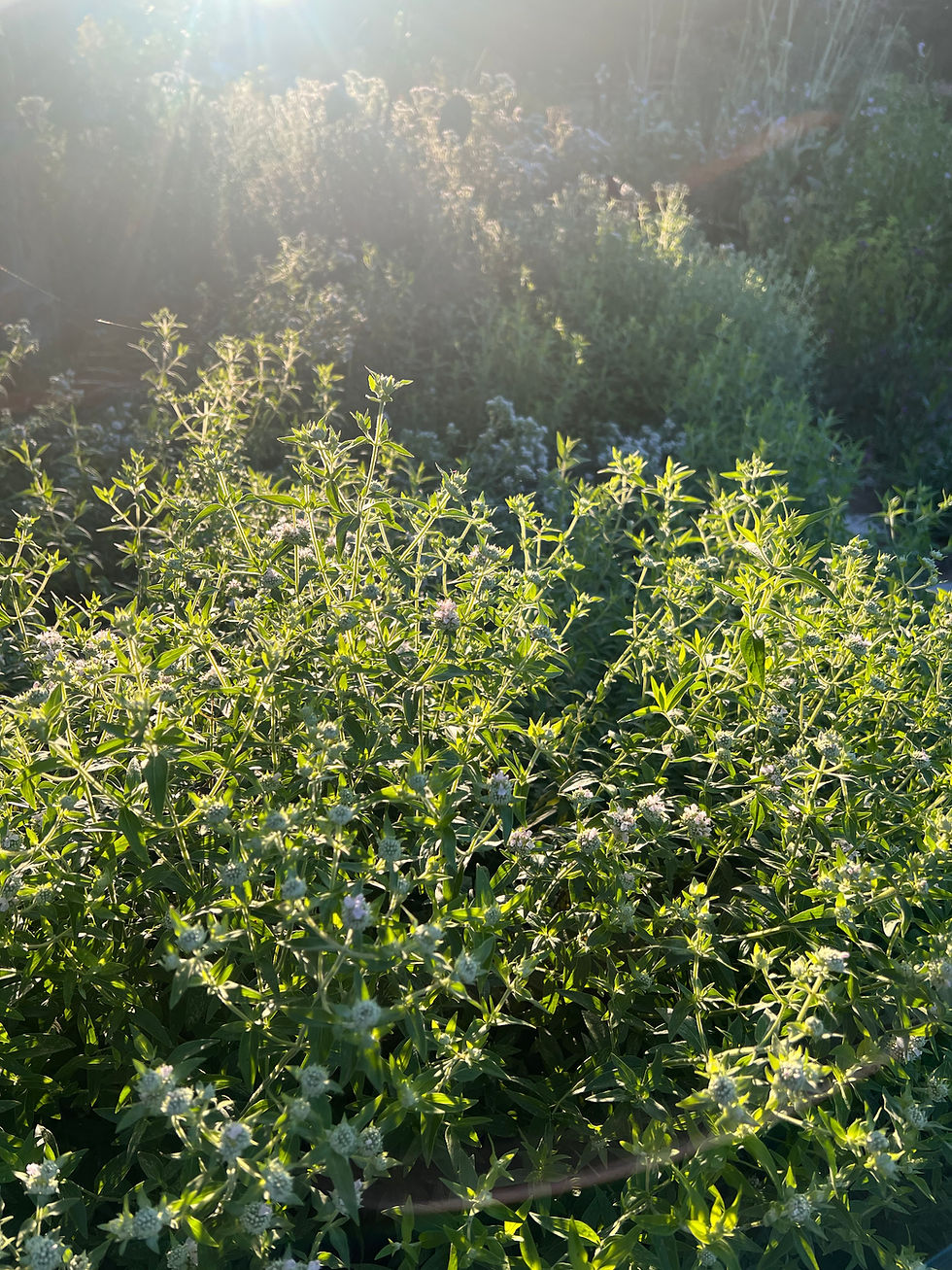 Thumbnail: Hairy Mountain Mint - 1+  Gallon Size