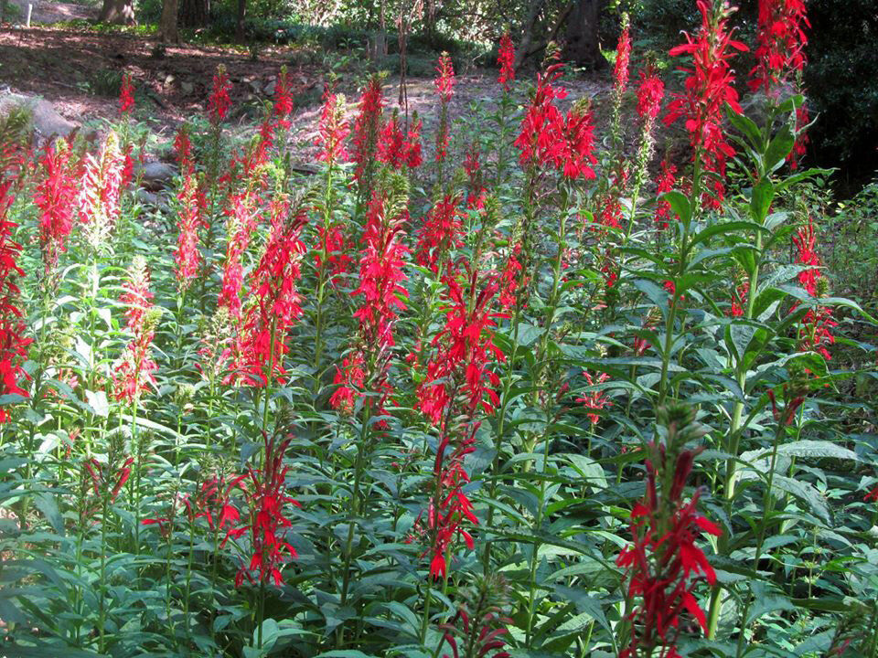 Thumbnail: Cardinal Flower 1+ Gallon Size