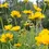 Thumbnail: Lance Leaf Coreopsis $8.99