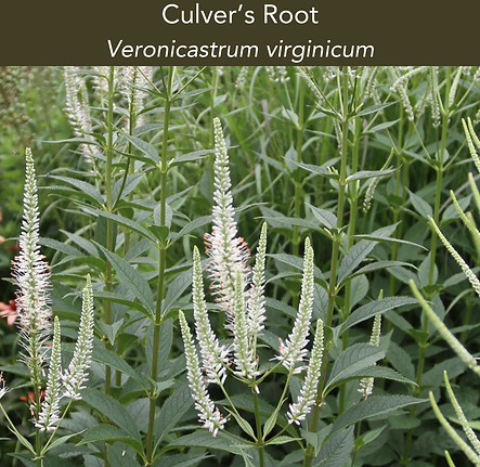culver's root.png