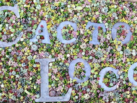 ［ゆみんぽの大きな鳥かご］無事嫁ぎ先がCactoLoco “カクト ロコ”さん決まりました。