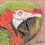 Thumbnail: colorful parrot, pastel painting, animal art