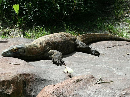 Sigue adelante la creación del “Jurassic Park” de Komodo a pesar de la opinión de la UNESCO