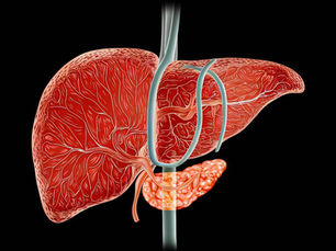 The Liver – One of the Four Brains