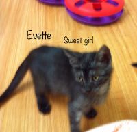 Evette