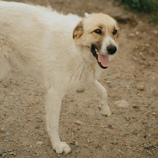 Arca lui Noe | Adopta un catel