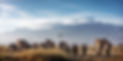 large-herd-african-elephants-front-kilimanjaro.jpg