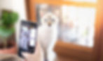 Photographs with cats
