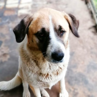 Linda