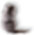 Cat receving food in MEAL project
