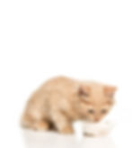 Cat eating donated food