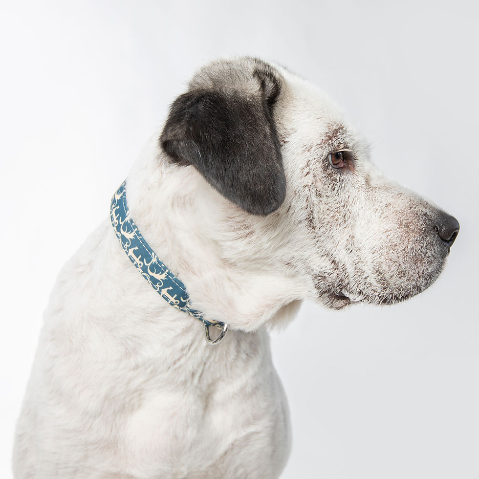 Miniatură: Zgarda Navy Personalizată, Pentru Câini