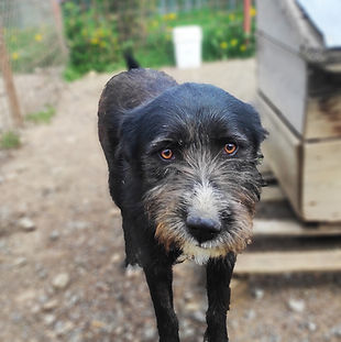 Arca lui Noe | Adopta un catel