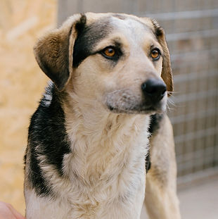 Arca lui Noe | Adopta un catel