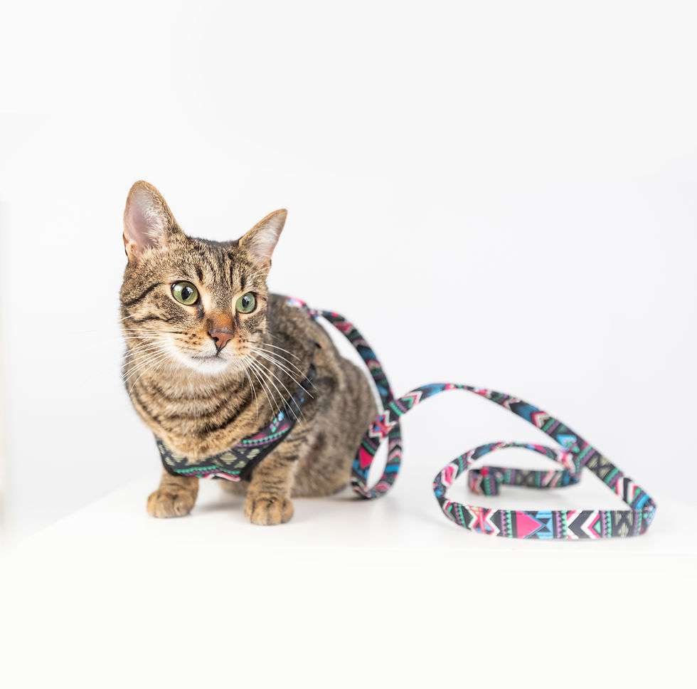 Miniatură: Ham si Lesă Purple Strips cu medalion personalizat, pentru câini