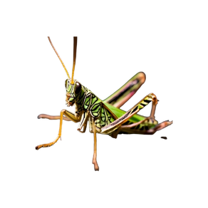 Symbolique de la sauterelle