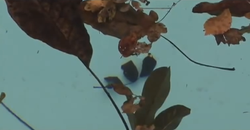 Occhi blu capelli neri (trailer)