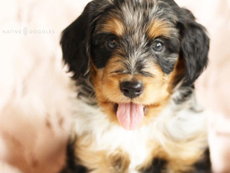 3 Tips to Prevent Ear Infections in your Dog