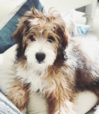MiniBernedoodle.jpg