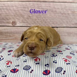 Purple_Glover_Week2.JPG
