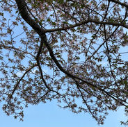 桜から葉桜へ。季節のバトンを受け取った土手🌸🌿