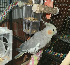 Birds are always a welcome part of the Susan's Pampered Pet Care family of pet services
