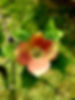 Dogwood blossom.jpg