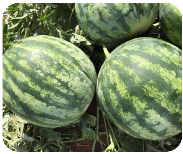 Captura de Tela 2025-07-27 às 02.02.41.png