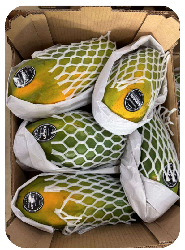 Captura de Tela 2025-07-27 às 00.46.30.png